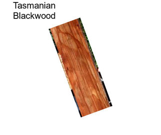 Tasmanian Blackwood