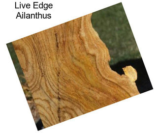 Live Edge Ailanthus