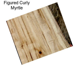 Figured Curly Myrtle