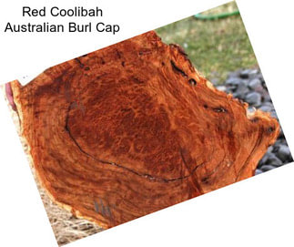 Red Coolibah Australian Burl Cap