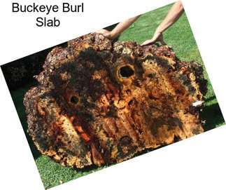 Buckeye Burl Slab