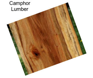 Camphor Lumber