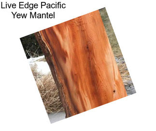 Live Edge Pacific Yew Mantel