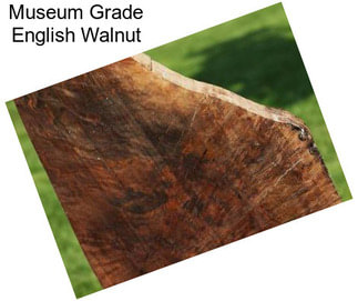 Museum Grade English Walnut