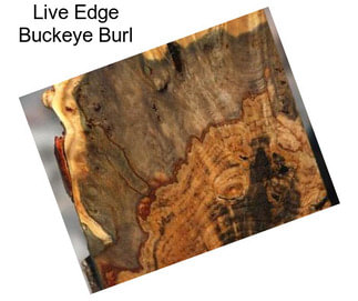 Live Edge Buckeye Burl