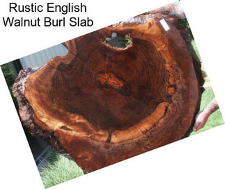 Rustic English Walnut Burl Slab