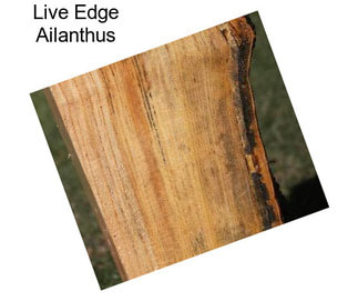 Live Edge Ailanthus