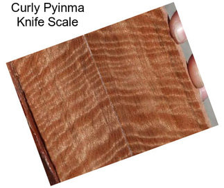 Curly Pyinma Knife Scale