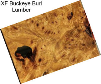 XF Buckeye Burl Lumber