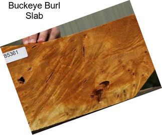 Buckeye Burl Slab