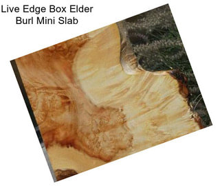 Live Edge Box Elder Burl Mini Slab