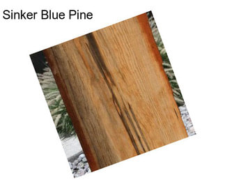 Sinker Blue Pine