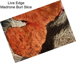 Live Edge Madrone Burl Slice