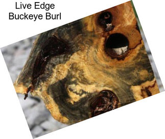 Live Edge Buckeye Burl