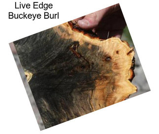 Live Edge Buckeye Burl