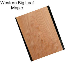 Western Big Leaf Maple