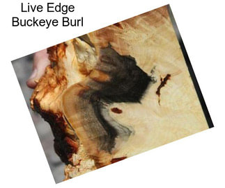 Live Edge Buckeye Burl