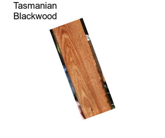 Tasmanian Blackwood