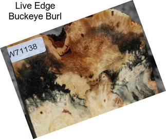 Live Edge Buckeye Burl