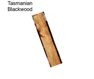 Tasmanian Blackwood