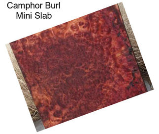 Camphor Burl Mini Slab