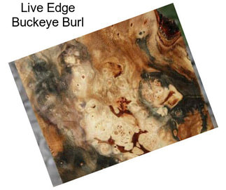 Live Edge Buckeye Burl