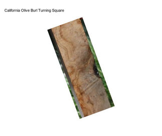 California Olive Burl Turning Square