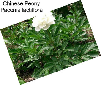Chinese Peony Paeonia lactiflora