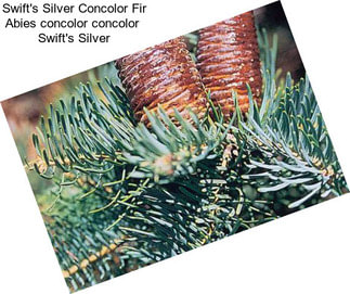 Swift\'s Silver Concolor Fir Abies concolor concolor  Swift\'s Silver