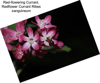 Red-flowering Currant, Redflower Currant Ribes sanguineum