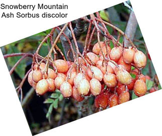 Snowberry Mountain Ash Sorbus discolor