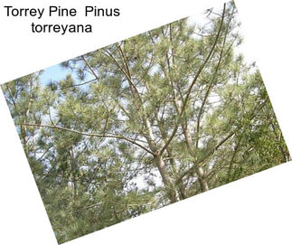 Torrey Pine  Pinus torreyana