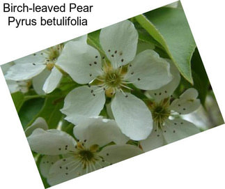Birch-leaved Pear Pyrus betulifolia