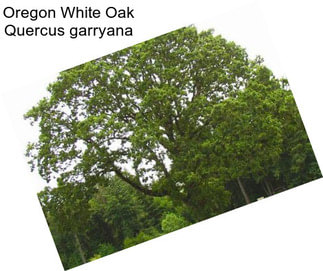 Oregon White Oak Quercus garryana