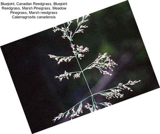 Bluejoint, Canadian Reedgrass, Bluejoint Reedgrass, Marsh Pinegrass, Meadow Pinegrass, Marsh reedgrass Calamagrostis canadensis