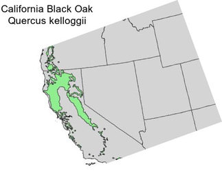 California Black Oak Quercus kelloggii