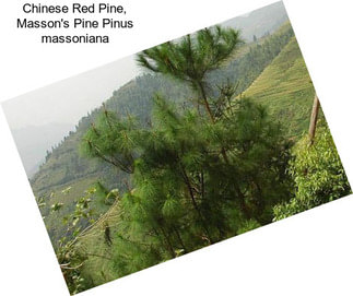 Chinese Red Pine, Masson\'s Pine Pinus massoniana